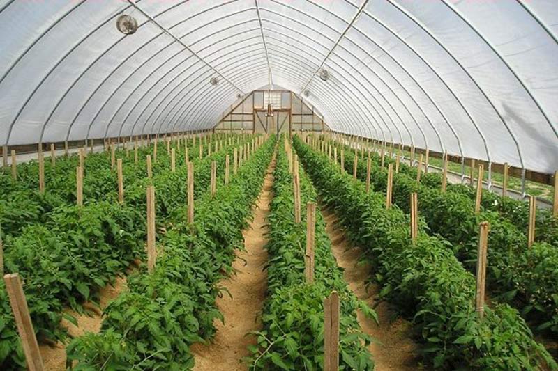 THÔNG BÁO TUYỂN LAO ĐỘNG ĐI LÀM VIỆC TẠI HI LẠP ( TRỒNG CÂY TRONG NHÀ KÍNH )