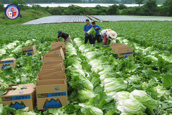 THÔNG BÁO ĐƠN HÀNG ĐI LÀM VIỆC TẠI NHẬT BẢN - ĐƠN HÀNG NÔNG NGHIỆP